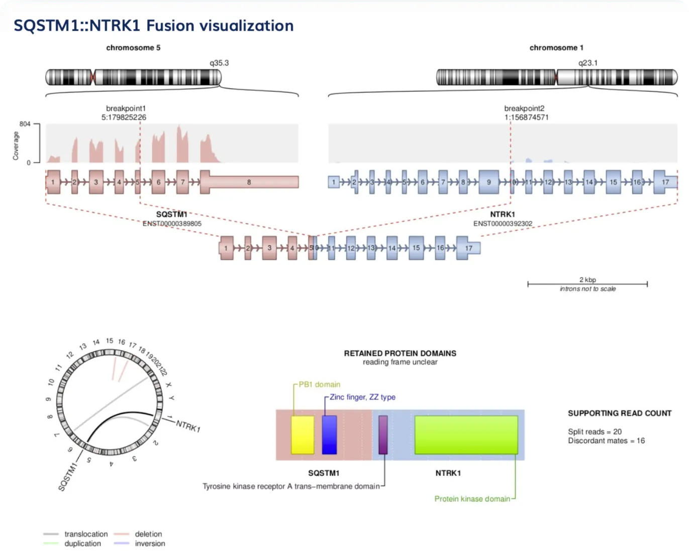 A SQSTM1::NTRK1 fusion visualization showing both genes’ breakpoints, retained protein domains and supporting read counts
