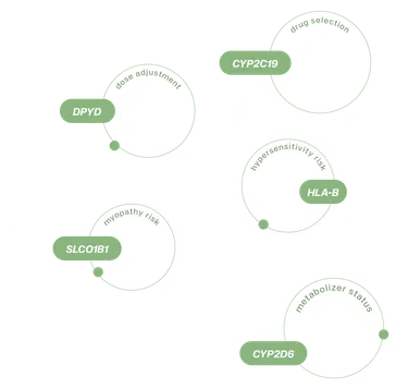 A cluster of pharmacogenes the platform reports on: CYP2C19, DPYD, HLA-B, SLCO1B1 and CYP2D6